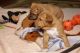 Stunning Heavenly Basenji puppies Raised With Children