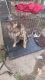 Basque Shepherd Puppies for sale in Kansas City, KS, USA. price: NA