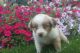 Basque Shepherd Puppies for sale in Atlanta, GA, USA. price: NA
