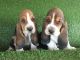Basset Artesien Normand Puppies for sale in Chastain Park, Atlanta, GA, USA. price: NA