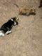 Basset Hound Puppies for sale in Gilmer, TX, USA. price: $850