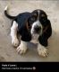 3 month basset hound
