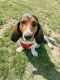 Basset Hound Puppies for sale in Isanti, MN 55040, USA. price: NA