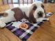 Basset Hound Puppies for sale in Perry, MI 48872, USA. price: $500