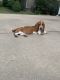 Basset Hound Puppies for sale in Olathe, KS, USA. price: $800