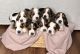 Basset Hound Puppies for sale in Grandville, MI, USA. price: $1,000