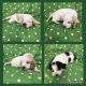 Basset Hound Puppies for sale in Kimball, MN 55353, USA. price: NA