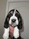 Basset Hound Puppies for sale in Prineville, OR 97754, USA. price: NA