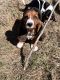 Basset Hound Puppies for sale in Allenton, MI 48002, USA. price: $800
