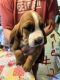 Basset Hound Puppies for sale in St Helen, Richfield Township, MI 48656, USA. price: $650