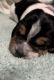 Basset Hound Puppies for sale in Hawthorne, CA, USA. price: $700