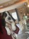 Basset Hound Puppies for sale in Clare, MI 48617, USA. price: $500