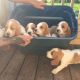 Basset Hound Puppies for sale in California City, CA, USA. price: $860