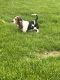 Basset Hound Puppies for sale in Ludington, MI 49431, USA. price: NA