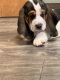 Basset Hound Puppies for sale in Custer, MI 49405, USA. price: NA