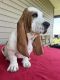 Basset Hound Puppies for sale in Ludington, MI 49431, USA. price: $1,000