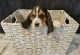 Basset Hound Puppies for sale in Atwater, CA 95301, USA. price: $1,500