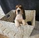 Basset Hound Puppies for sale in Atwater, CA 95301, USA. price: $1
