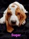 Basset Hound Puppies for sale in Bakersfield, CA, USA. price: $16,002,000