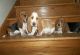 Basset Hound Puppies for sale in Salt Lake City, UT 84129, USA. price: $300