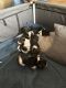 Basset Hound Puppies for sale in Valley Center, CA, USA. price: $800