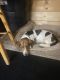 Basset Hound Puppies for sale in Brighton, MI 48116, USA. price: $500