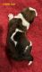 Basset Hound Puppies for sale in Dallas, TX, USA. price: $975