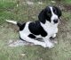 Basset Hound Puppies for sale in Dallas, TX, USA. price: NA