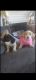 Basset Hound Puppies for sale in Lancaster, CA, USA. price: $600
