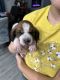 Basset Hound Puppies for sale in Dallas, TX, USA. price: $800