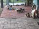 Basset Hound Puppies for sale in Atlanta, GA 30310, USA. price: $500