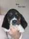Basset Hound Puppies for sale in Knoxville, TN, USA. price: $65,000