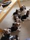 Basset Hound Puppies for sale in Kings Beach, California. price: $500