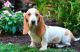 Basset Hound Puppies for sale in Portland, OR, USA. price: NA