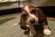 Basset Hound Puppies for sale in Oregon City, OR 97045, USA. price: NA