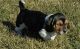 Basset Hound Puppies for sale in Baltimore, MD, USA. price: NA