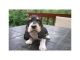 Amazing Basset Hound Puppies for Sale