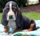 Basset Hound Puppies for sale in Rochester, MN, USA. price: NA
