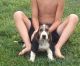 Basset Hound Puppies for sale in North Las Vegas, NV, USA. price: NA