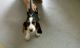 Basset Hound Puppies for sale in Minnesota St, St Paul, MN 55101, USA. price: NA
