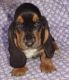 Basset Hound Puppies for sale in Miami, FL, USA. price: NA