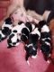 Basset Hound Puppies for sale in Florence St, Denver, CO, USA. price: $400