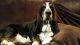 Basset Hound Puppies for sale in Pilot Rock, OR, USA. price: NA