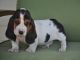 Basset Hound Puppies Available Now