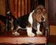 Basset Hound Puppies for sale in Richmond, VA, USA. price: NA