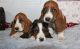 Basset Hound Puppies for sale in Miami, FL, USA. price: NA