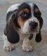 Basset Hound Puppies for sale in Eugene, OR, USA. price: NA