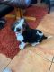 AKc Basset Hound Puppies
