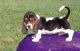 Basset Hound Puppies for sale in Portland, OR, USA. price: NA
