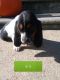 Basset Hound Puppies for sale in Spotsylvania County, VA, USA. price: NA